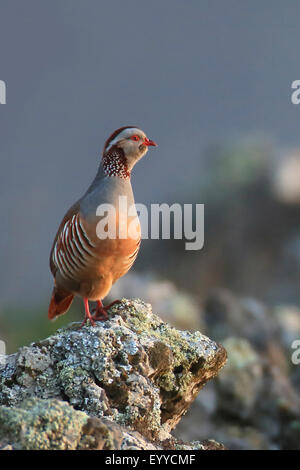 Barbary Rebhühner (Alectoris Barbara), Männlich, stehend auf einem Felsen, Kanarische Inseln, La Palma Stockfoto