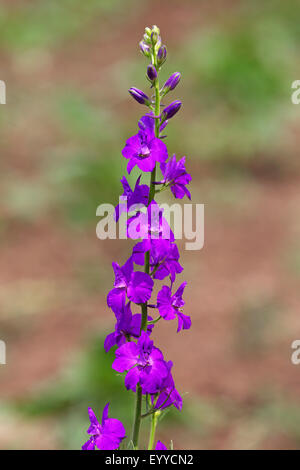 Zweifelhafte Ritters-Sporn, Rittersporn, jährliche Delphinium (Konsolidierung Ajacis, Delphinium Ajacis), die Blüte, Bulgarien, Balchik Stockfoto