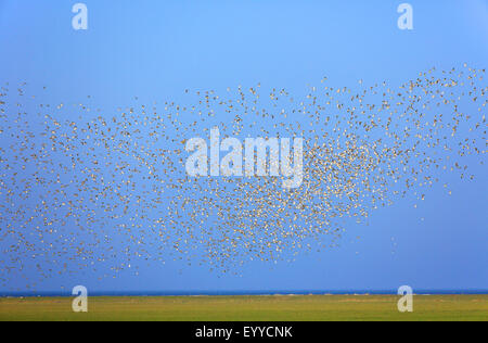 Europäische Goldregenpfeifer (Pluvialis Apricaria), große fliegende Herde, Niederlande, Friesland Stockfoto