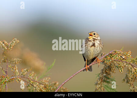 Grauammer (Emberiza Calandra, Miliaria Calandra), männliche singt bei einer Tamariske Branch, Griechenland, Lesbos Stockfoto