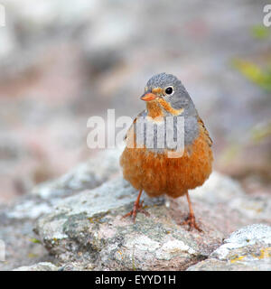 Cretzschmar der Ammer (Emberiza Caesia), Mann sitzt auf einem Stein, Griechenland, Lesbos Stockfoto