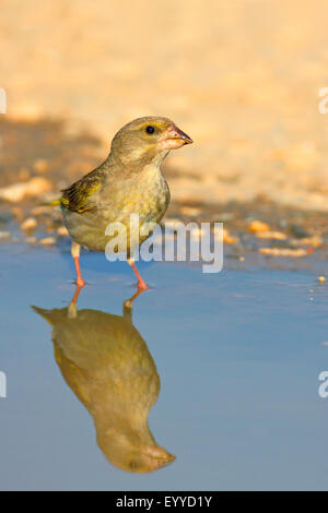 westlichen Grünfink (Zuchtjahr Chloris), Weiblich steht im flachen Wasser, Spiegelbild, Bulgarien, Kaliakra Stockfoto