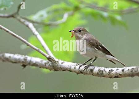 Semi-Halsbandschnäpper (Ficedula Semitorquata), mit einer Raupe in der Stückliste, Bulgarien, Goritsa weibliche Stockfoto