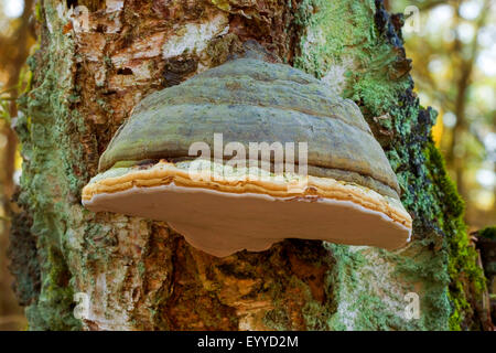 Zunderschwamm, HUF Pilz, Zunder Conk Tinder Polypore, Tinder Bracket (Zündstoff Fomentarius), Fruchtkörper auf einem Baumstamm, Deutschland Stockfoto