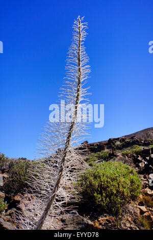 Turm der Juwelen (Echium Wildpretii), verwelkte Blütenstände, Kanarische Inseln, Teneriffa Stockfoto