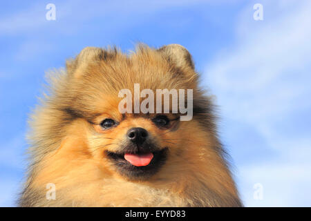 Pommern (Canis Lupus F. Familiaris), Portrait eines acht Jahre alten männlichen Hund, Deutschland Stockfoto