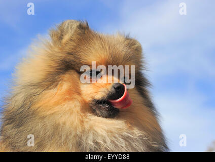 Pommern (Canis Lupus F. Familiaris), acht Jahre alten männlichen Hund leckt seine Nase, Porträt, Deutschland Stockfoto