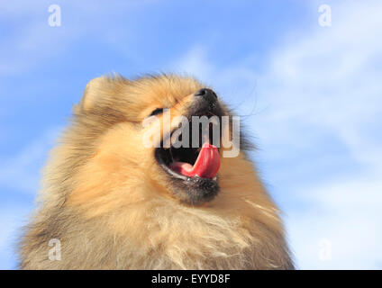 Pommern (Canis Lupus F. Familiaris), acht Jahre alten Rüden Lyawning, Porträt, Deutschland Stockfoto