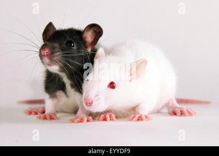 rats (Rattus spec.), two young rats Stockfoto