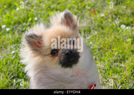 Pommern (Canis Lupus F. Familiaris), Portrait eines fünf Jahre alten Rüden, Deutschland Stockfoto