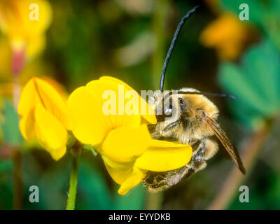 Eucera Longicornis (Eucera Longicornis), männliche Futtersuche auf gemeinsame Vogels-Fuß-Kleeblatt (Lotus Corniculatus), Deutschland Stockfoto