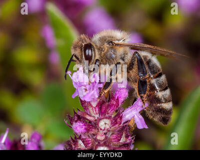 Honigbiene, Bienenkorb Biene (Apis Mellifera Mellifera), Futtersuche Pollen und Nektar auf wilder Thymian, Deutschland Stockfoto