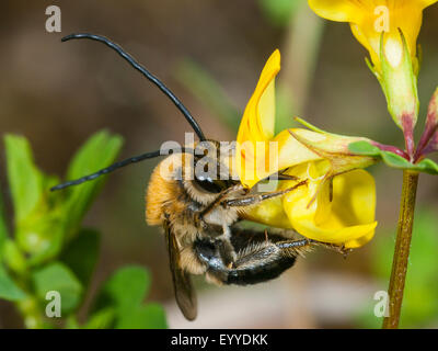 Eucera Longicornis (Eucera Longicornis), männliche Futtersuche auf gemeinsame Vogels-Fuß-Kleeblatt (Lotus Corniculatus), Deutschland Stockfoto