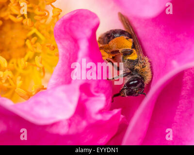 grabende Biene (Andrena Haemorrhoa), weibliche Nahrungssuche in einer Rosenblüte, Deutschland Stockfoto