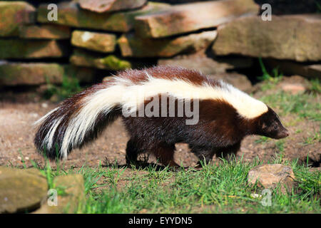 Striped Skunk (Mephitis Mephitis), auf einer Wiese Stockfoto