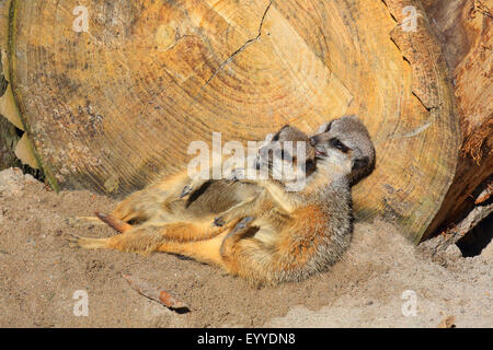 Suricate, schlank-tailed Erdmännchen (Suricata Suricatta), zwei Suricates miteinander kuscheln Stockfoto