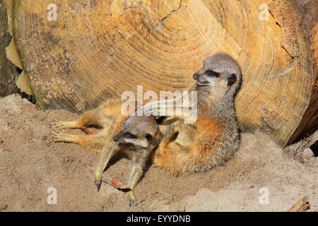 Suricate, schlank-tailed Erdmännchen (Suricata Suricatta), zwei Suricates miteinander kuscheln Stockfoto