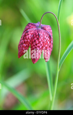 gemeinsamen Fritillary, Schlange-Kopf Fritillaria (Fritillaria Meleagris), Blume, Deutschland Stockfoto