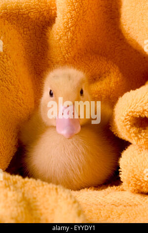 Hausente (Anas Platyrhynchos F. Domestica), niedliche Ente Ckick in ein Handtuch Stockfoto