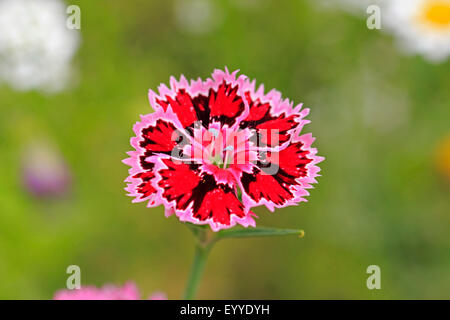 Sweet-William (Dianthus Barbatus), Blume Stockfoto