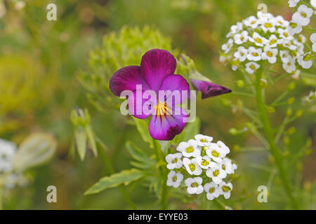 gehörnte Stiefmütterchen, gehörnten Veilchen (Viola Cornuta), Stiefmütterchen Blume zusammen mit Sweet Alison Stockfoto