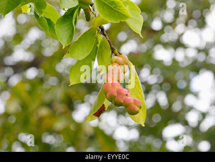 Kobus Magnolie (Magnolia Kobus), unreife Früchte Stockfoto