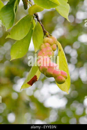 Kobus Magnolie (Magnolia Kobus), unreife Früchte Stockfoto
