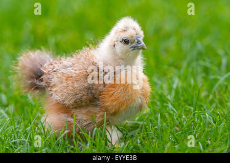 Silkie, seidig Huhn (Gallus Gallus F. Domestica), Silkie Küken auf einer Wiese, Deutschland, Nordrhein-Westfalen Stockfoto