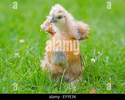 Silkie, seidig Huhn (Gallus Gallus F. Domestica), flattern mit den Flügeln Silkie Küken auf einer Wiese, Deutschland, Nordrhein-Westfalen Stockfoto