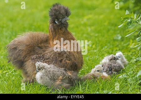 Silkie, seidig Huhn (Gallus Gallus F. Domestica), Silkie Glucke mit Küken auf einer Wiese, Deutschland, Nordrhein-Westfalen Stockfoto