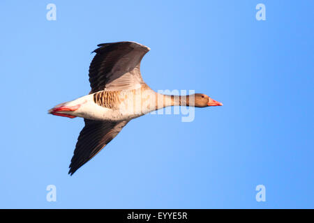 Graugans (Anser Anser), im Flug, Deutschland Stockfoto