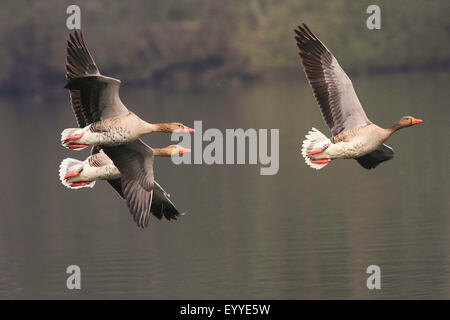 Graugans (Anser Anser), drei Gänse im Flug, Deutschland Stockfoto