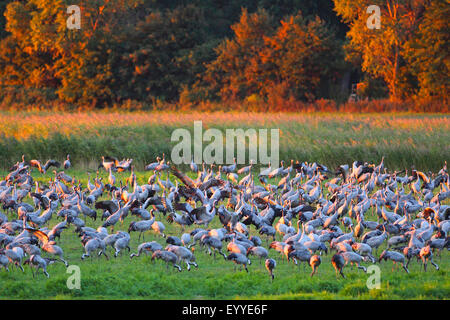 Kranich, eurasische Kranich (Grus Grus), auf das Futter auf einer Wiese im Abendlicht, Deutschland Stockfoto