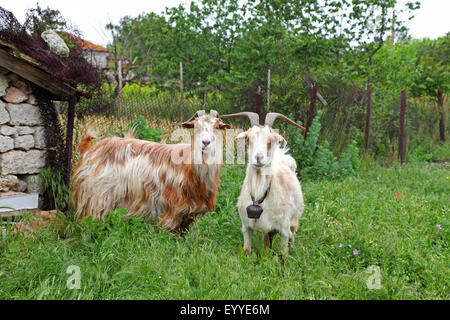 Hausziege (Capra Hircus, Capra Aegagrus F. Hircus), zwei Ziegen stehen auf hohen Rasen, Bulgarien, Kamen Bryag Stockfoto