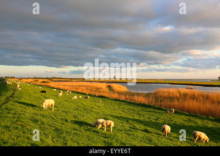 Hausschaf (Ovis Ammon F. Aries), Schafe auf dem Deich auf das Ijsselmeer im Abendlicht, Niederlande, Friesland, Piaam Stockfoto