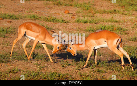 Impala (Aepyceros Melampus), zwei kämpfende Männer, Südafrika, Krüger Nationalpark Stockfoto