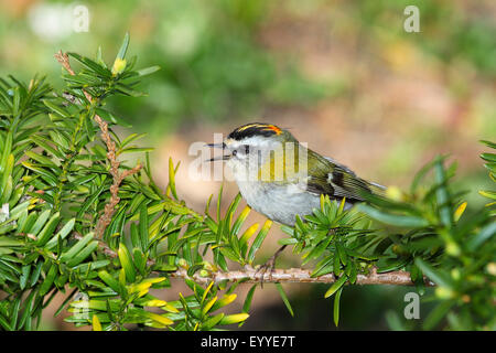 Firecrest (Regulus Ignicapillus), singen, Deutschland Stockfoto