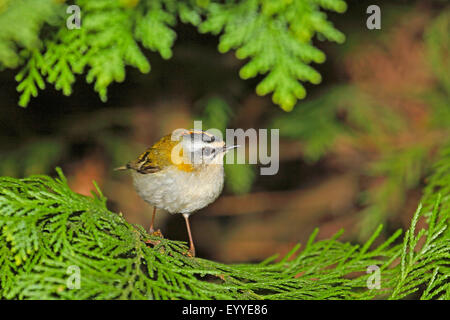 Firecrest (Regulus Ignicapillus), auf eine Thuja, Deutschland Stockfoto