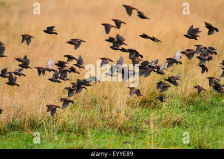 gemeinsamen Star (Sturnus Vulgaris), fliegen Herde, Deutschland Stockfoto