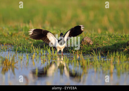 nördlichen Kiebitz (Vanellus Vanellus), Landung mit hob Flügel, Niederlande, Utrecht Stockfoto