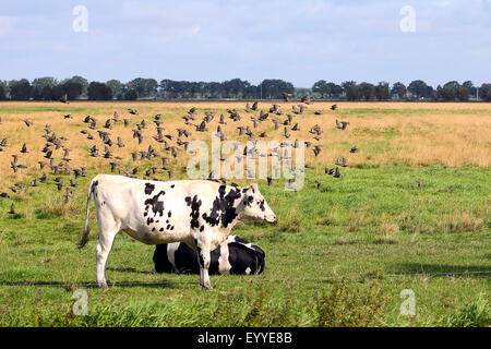 gemeinsamen Star (Sturnus Vulgaris), fliegen Herde über eine Weide mit Vieh, Deutschland Stockfoto