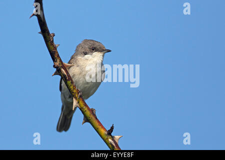 Lesser Whitethroat (Sylvia Curruca), männliche sitzt auf einem Blackberry Bindfäden, Niederlande, Texel Stockfoto