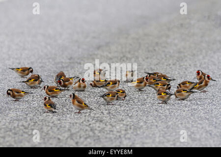 Eurasische Stieglitz (Zuchtjahr Zuchtjahr), Gruppe auf einer Straße, Deutschland Stockfoto