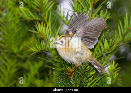 Wintergoldhähnchen (Regulus Regulus), weibliche auf einem Ast Eibe, Deutschland Stockfoto