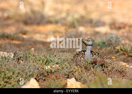 Houbara Trappe (Chlamydotis Undulata Fuerteventurae), sitzt Houbara Trappe auf dem Boden, Kanarische Inseln, Fuerteventura Stockfoto