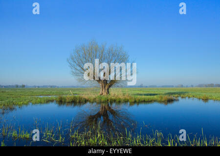 Silberweide (Salix Alba), beschneiden Weide im Frühling, Deutschland, Nordrhein-Westfalen Stockfoto