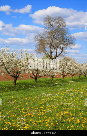 Kirschbaum, Süßkirsche (Prunus Avium), blühende Kirschbäume im Frühling, Deutschland Stockfoto