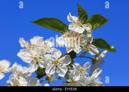 Zwerg-Kirsche, Morello Kirsche, Sauerkirsche (Prunus Cerasus), blühender Zweig, Deutschland Stockfoto