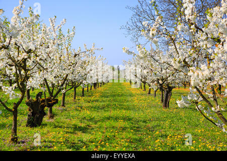 Kirschbaum, Süßkirsche (Prunus Avium), blühende Kirschbäume Plantage, Deutschland Stockfoto