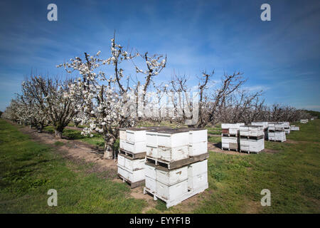 Bienenstöcke in der Nähe von Kirschbäumen auf Bauernhof Stockfoto